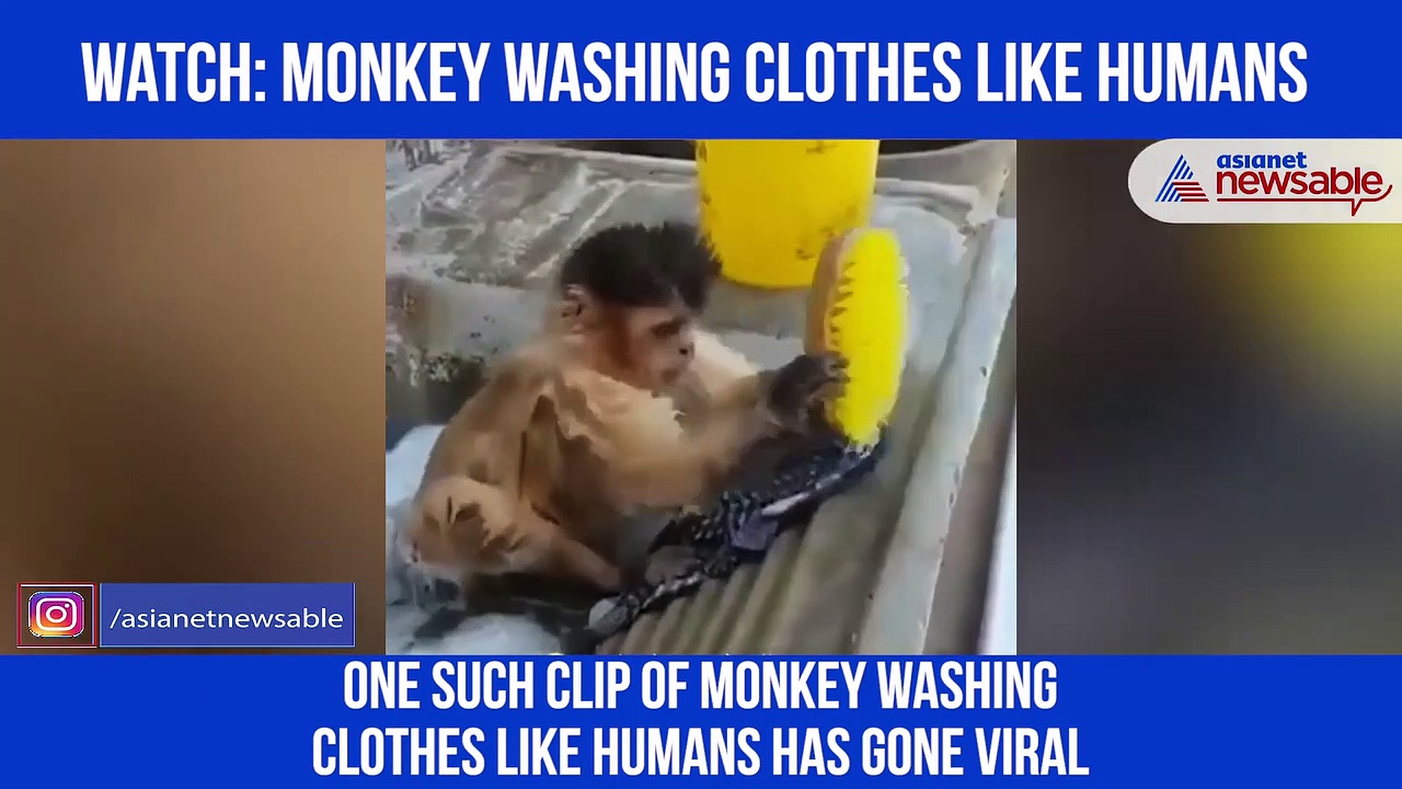 Monkey ‘washing’ clothes like humans? Watch hilarious video