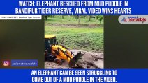 Watch: Elephant rescued from mud puddle in Bandipur Tiger Reserve, viral video wins hearts
