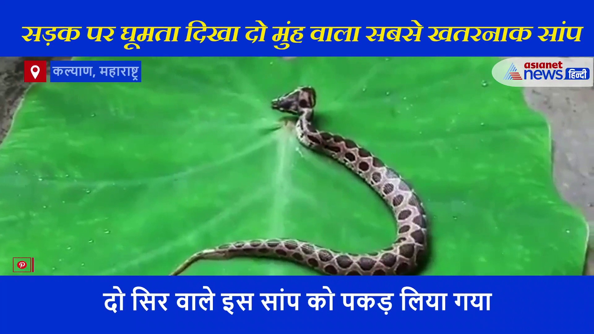 सड़क पर घूमता दिखा दो मुंह वाला सबसे खतरनाक सांप, इसके डसते ही हो जाती है मौत