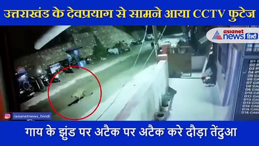 जंगल छोड़ बीच बाजार में घुसा तेंदुआ, गाय के  झुंड पर किया अटैक