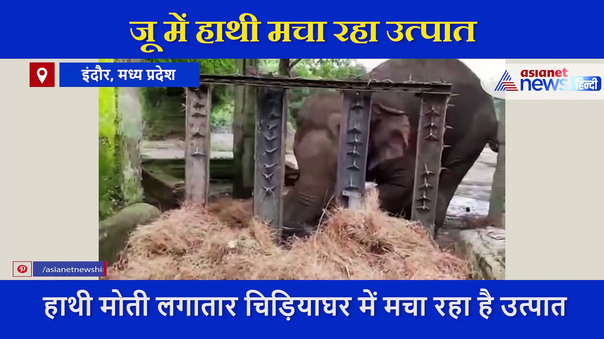 गाने सुनाकर सुलाया जा रहा हाथी, दिमाग को शांत रखने के लिए हो रहा ये काम