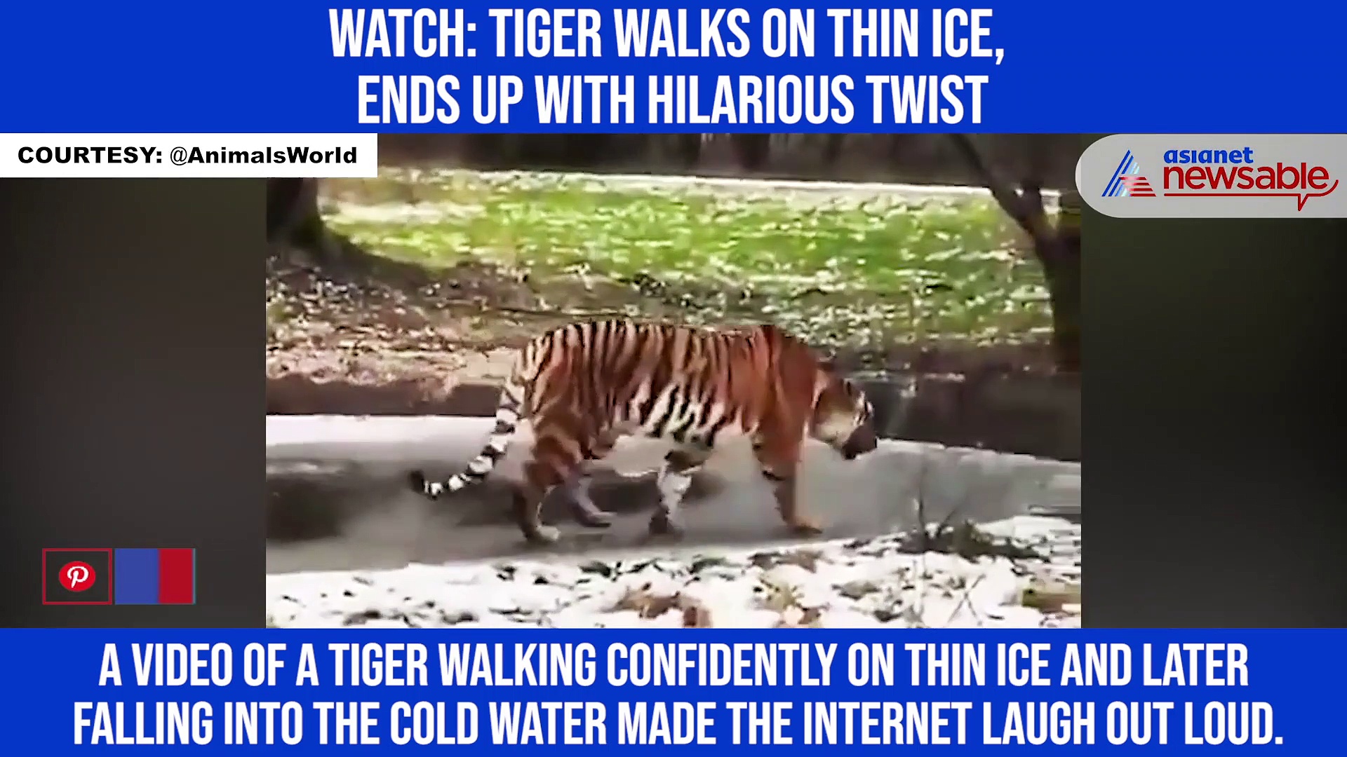 Watch: Tiger walks on thin ice, ends up with hilarious twist