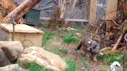 Watch wildcat kittens at play at Scotland’s Highland Wildlife Park