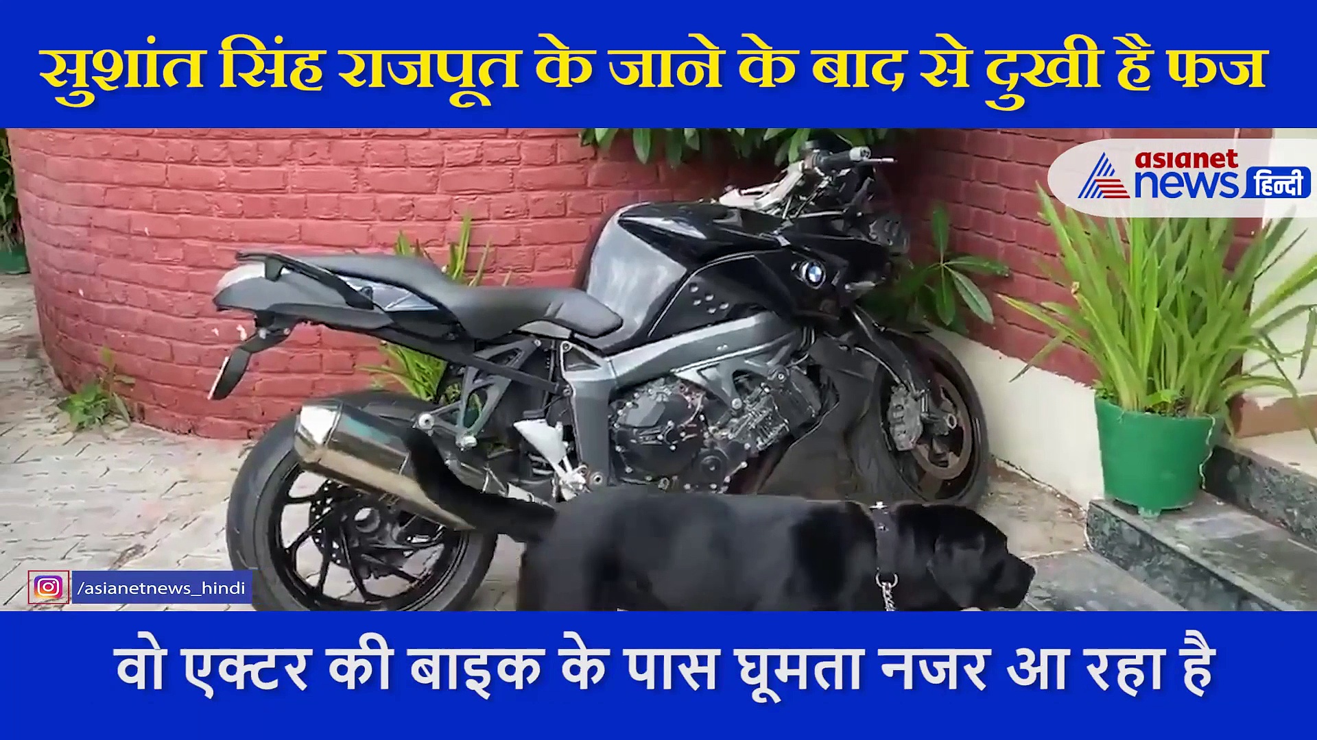 सुशांत सिंह राजपूत के डॉगी फज का वीडियो, अपने मालिक के इंतजार में कर रहा ये काम