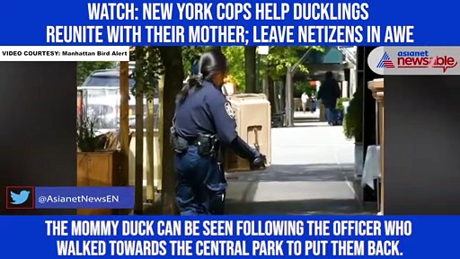 Watch: New York cops help ducklings reunite with their mother; leave netizens in awe