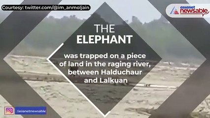 Stranded elephant