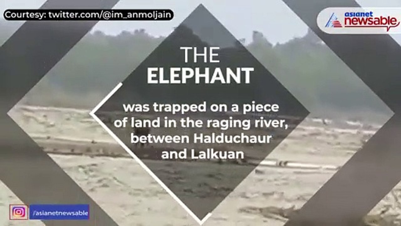 Stranded elephant
