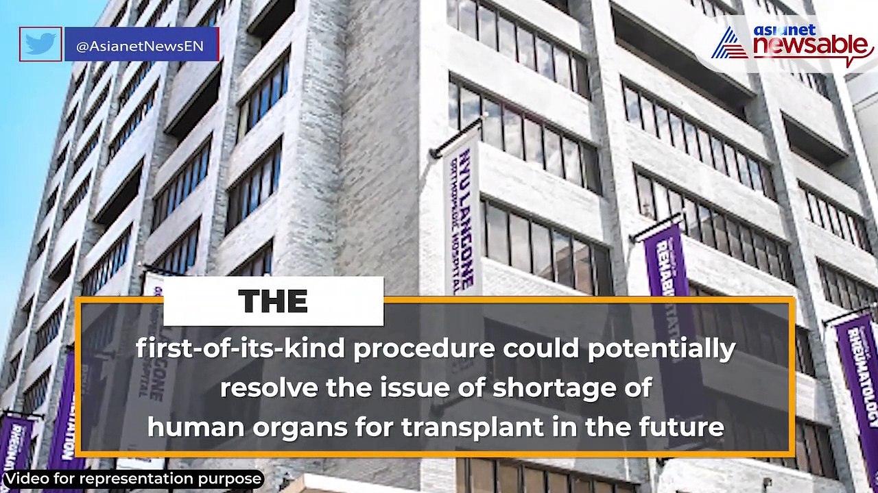 US surgeons successfully attach pig kidney to a human