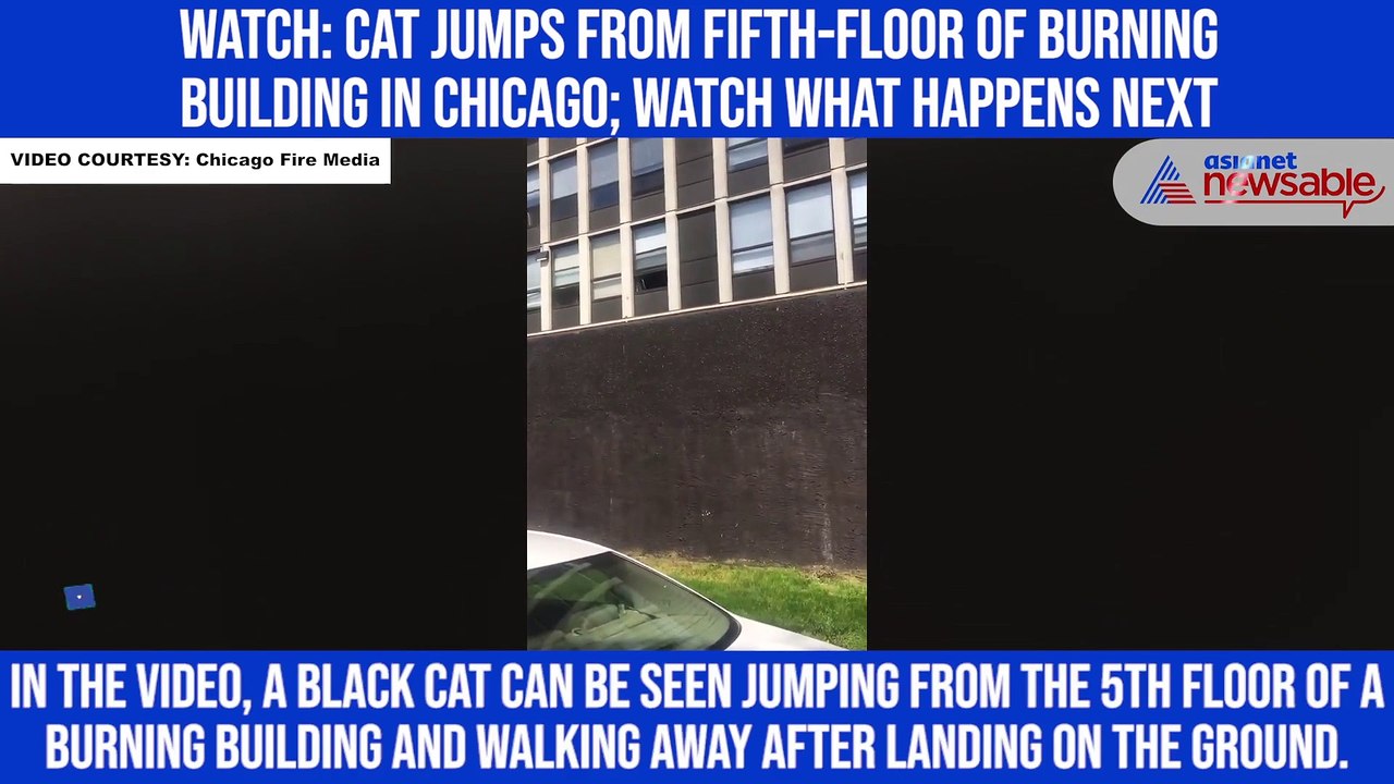 Watch: Cat jumps from fifth-floor of burning building in Chicago; watch what happens next