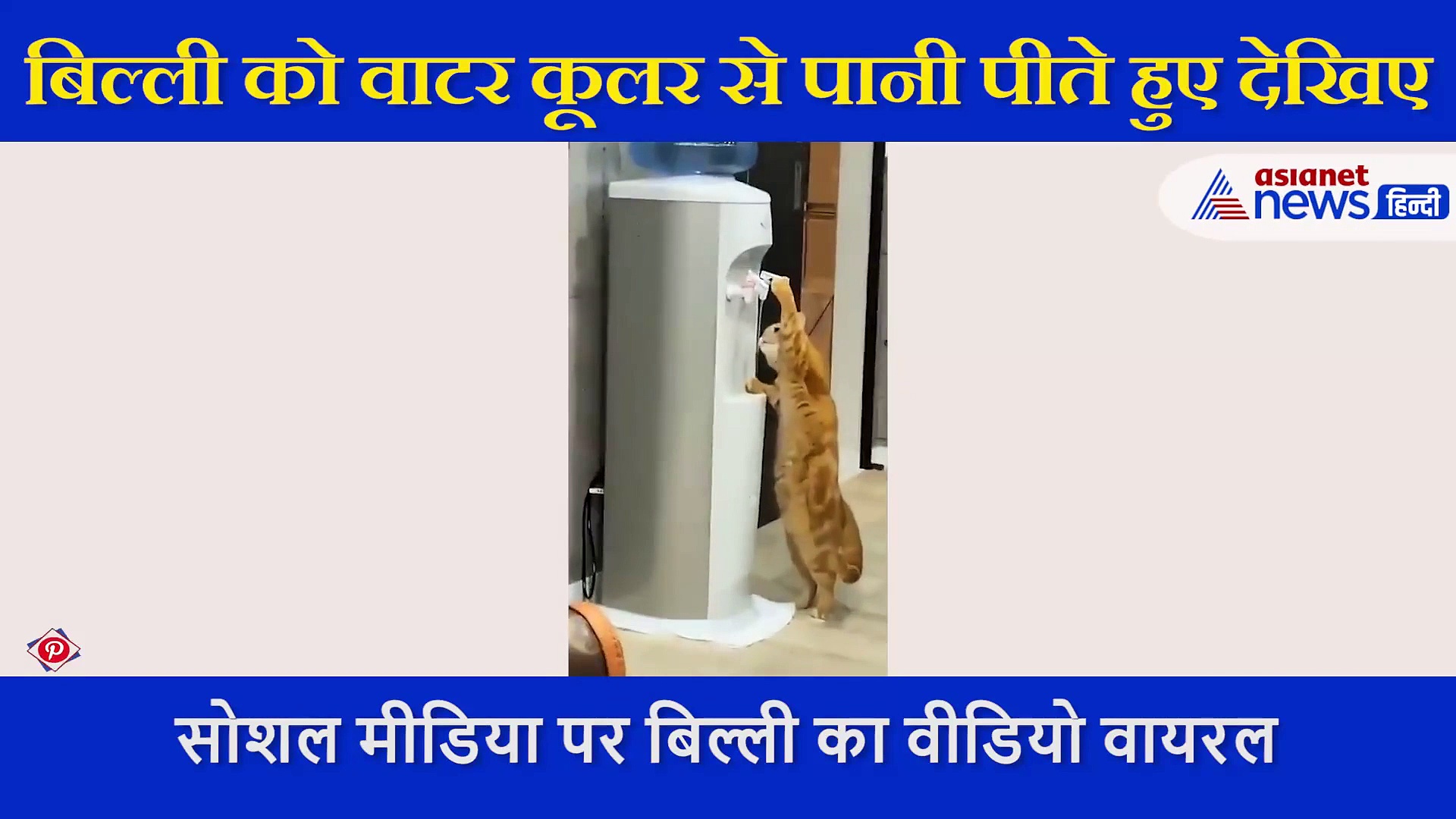 बिल्ली ने किया ऐसा कारनामा,  वीडियो में आप भी देखिए उसकी समझदारी