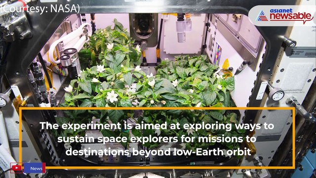 NASA astronauts feast on 'best tacos' with chilli peppers grown in space