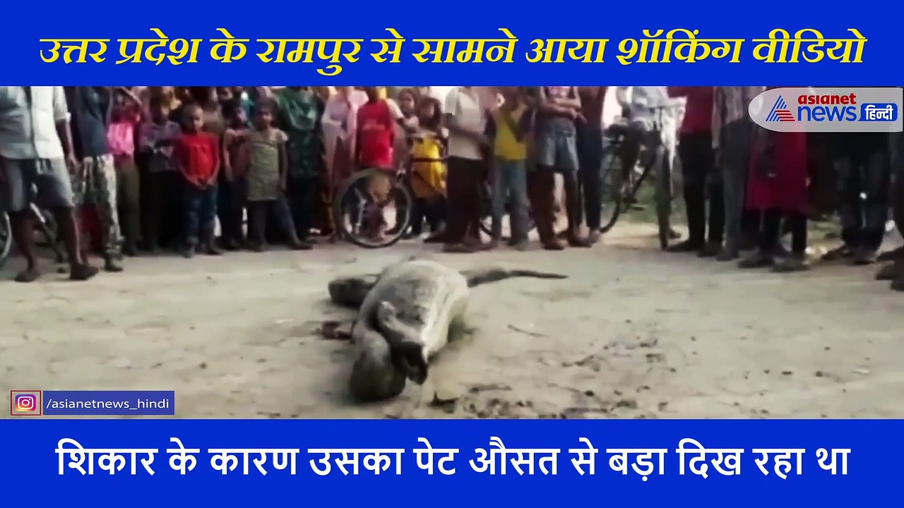 नहीं देखा  होगा इतना विशाल अजगर, बीच सड़क पर जानवरों को लीलकर यूं पड़ा था