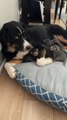 Dog Affectionately Takes Care of Fellow Pet Cat's Kittens