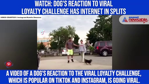 Watch: Dog's reaction to viral loyalty challenge has internet in splits