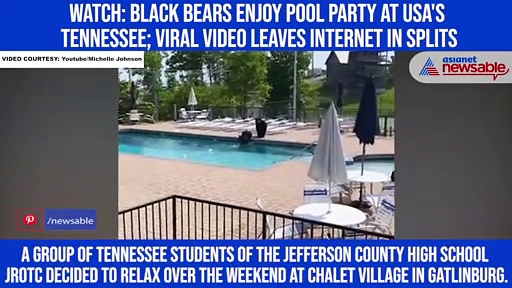 Watch: Black bears enjoy pool party at USA's Tennessee; viral video leaves internet in splits