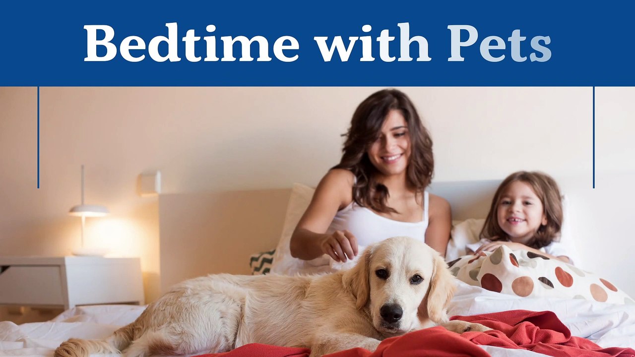 Pet owners share the benefits of cosleeping with their pets video