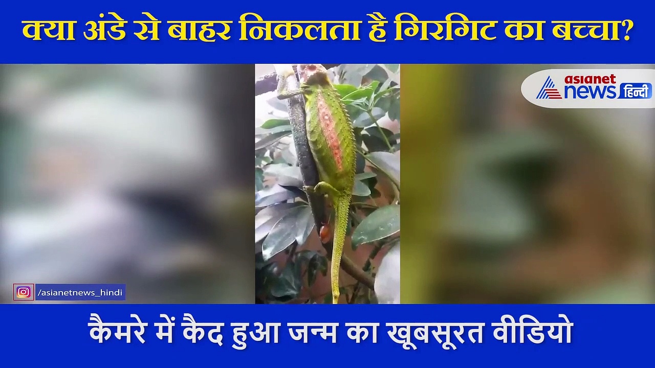 30 सेकंड में मां के गर्भ से बाहर निकला गिरगिट का बच्चा, 27 लाख लोगों ने देखा जन्म का वो खूबसूरत लम्हा