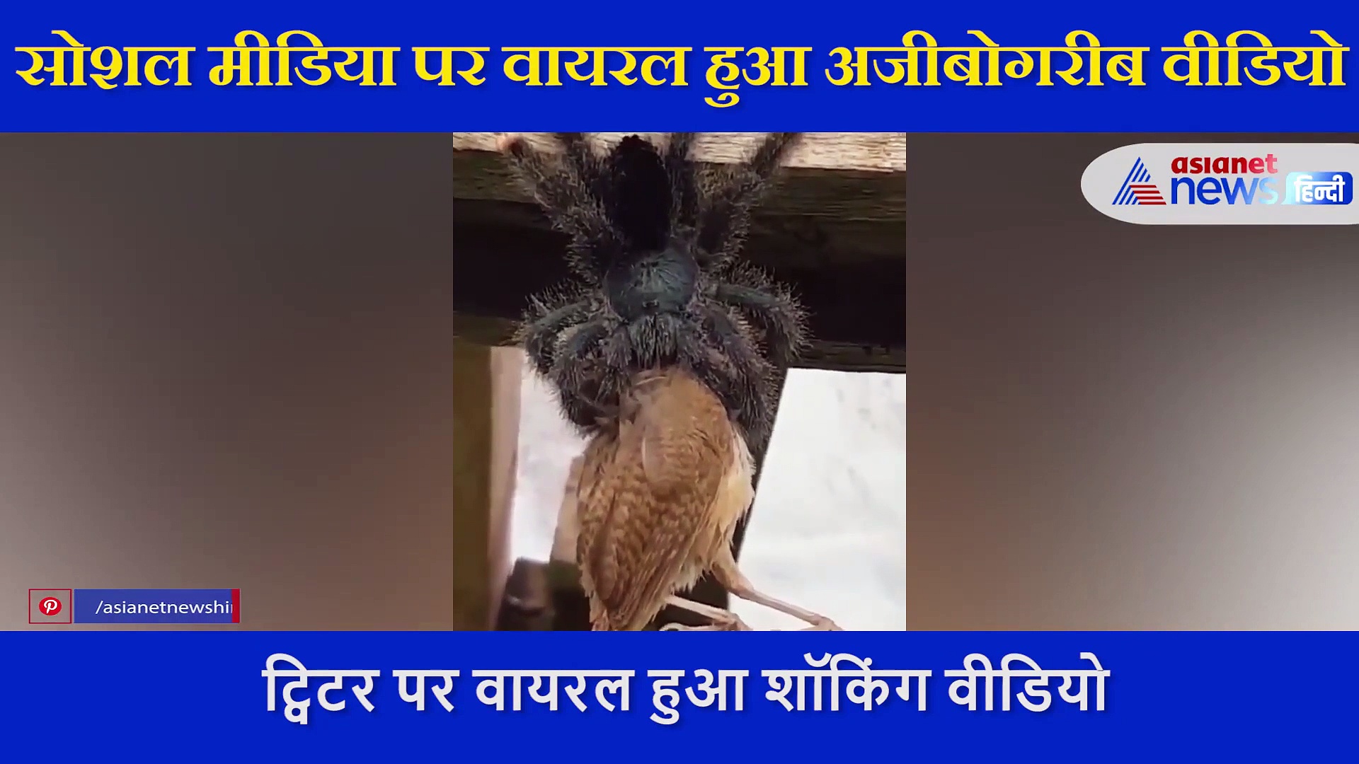 देखते ही देखते चिड़िया को निगल गई मकड़ी, 54 सेकंड का वीडियो देखकर खड़े हो जाएंगे रोंगटे