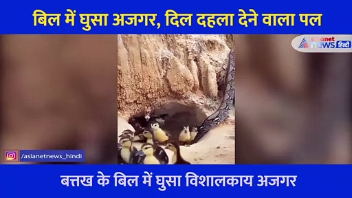 बिल में घुसा अजगर, मां ने खुद की बलि चढ़ाई और बच्चों की बचा ली जान, डरावना वीडियो आया सामने