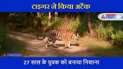 टाइगर ने युवक पर किया ऐसा दिल दहला देने वाला हमला, मौत को सामने देख पेड़ पर यूं चढ़ गया