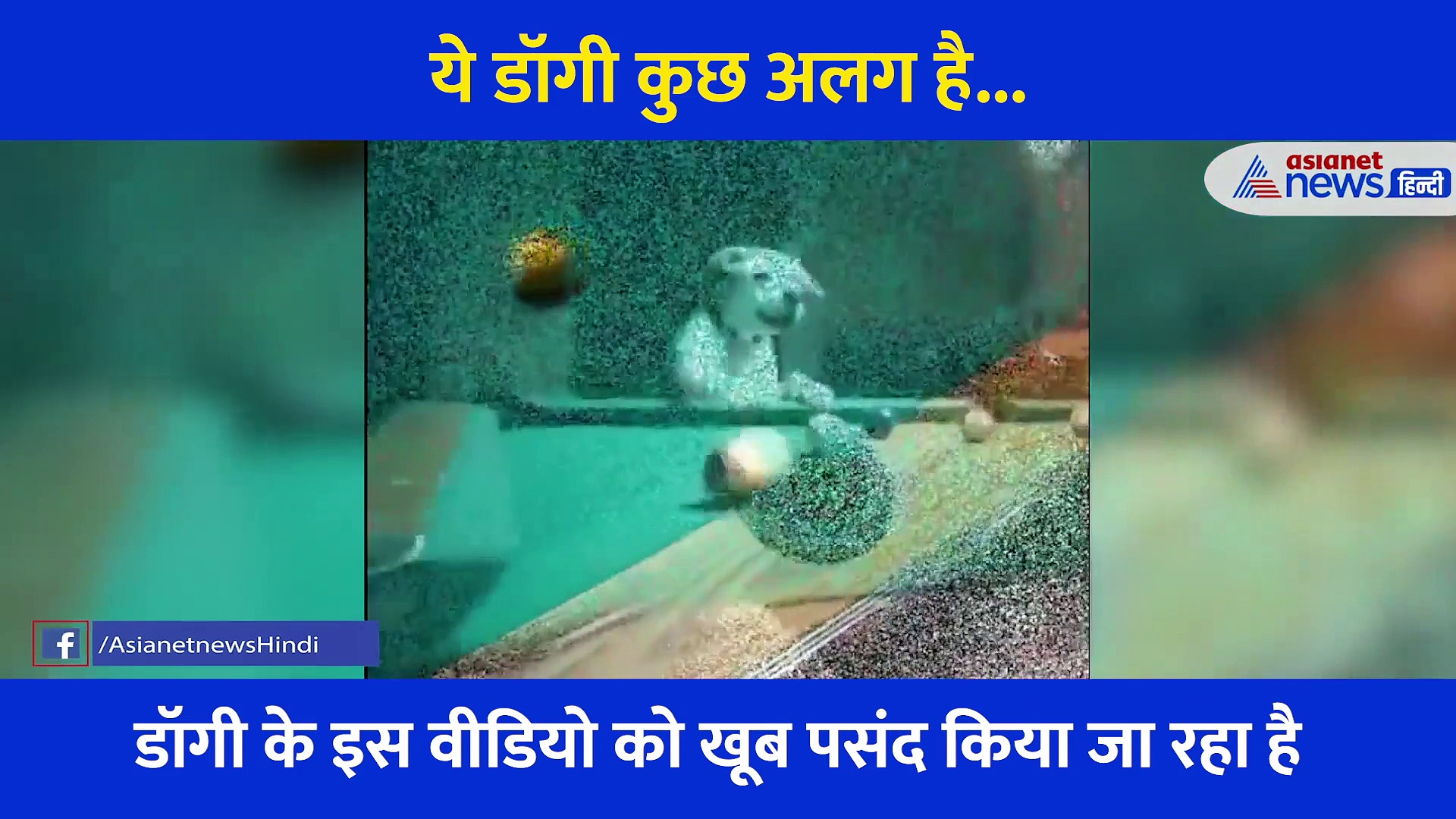 ये डॉगी खेलता है ऐसे पूल गेम, किसी भी खिलाड़ी को मात देने की रखता है ताकत