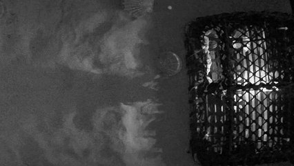 Scallops jump into pots with ‘disco’ lights in potential new fishing strategy – video