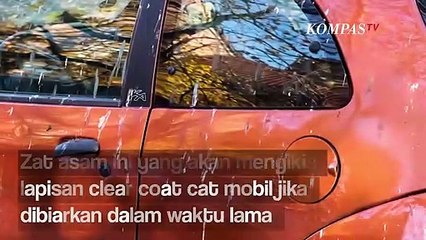 Awas, Bahaya Kotoran Burung yang Menempel di Bodi Mobil, Harus Cat Ulang?