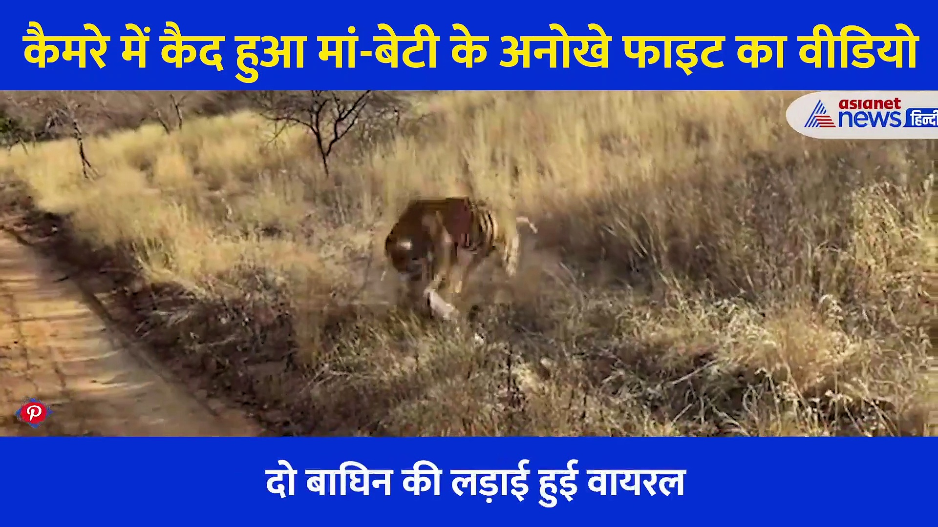 बेटी ने की मां के एरिया में सेंध लगाने की कोशिश, गुस्साई बाघिन ने लगा दी एक चमाट