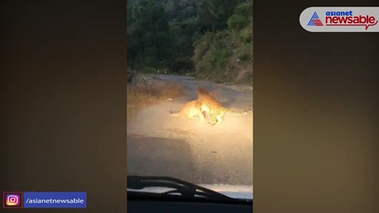 Leopards fight on the road