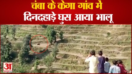 गांव में भालू को देखते ही सहमे ग्रामीण | Chamba Himachal News | Bear Entry In Village