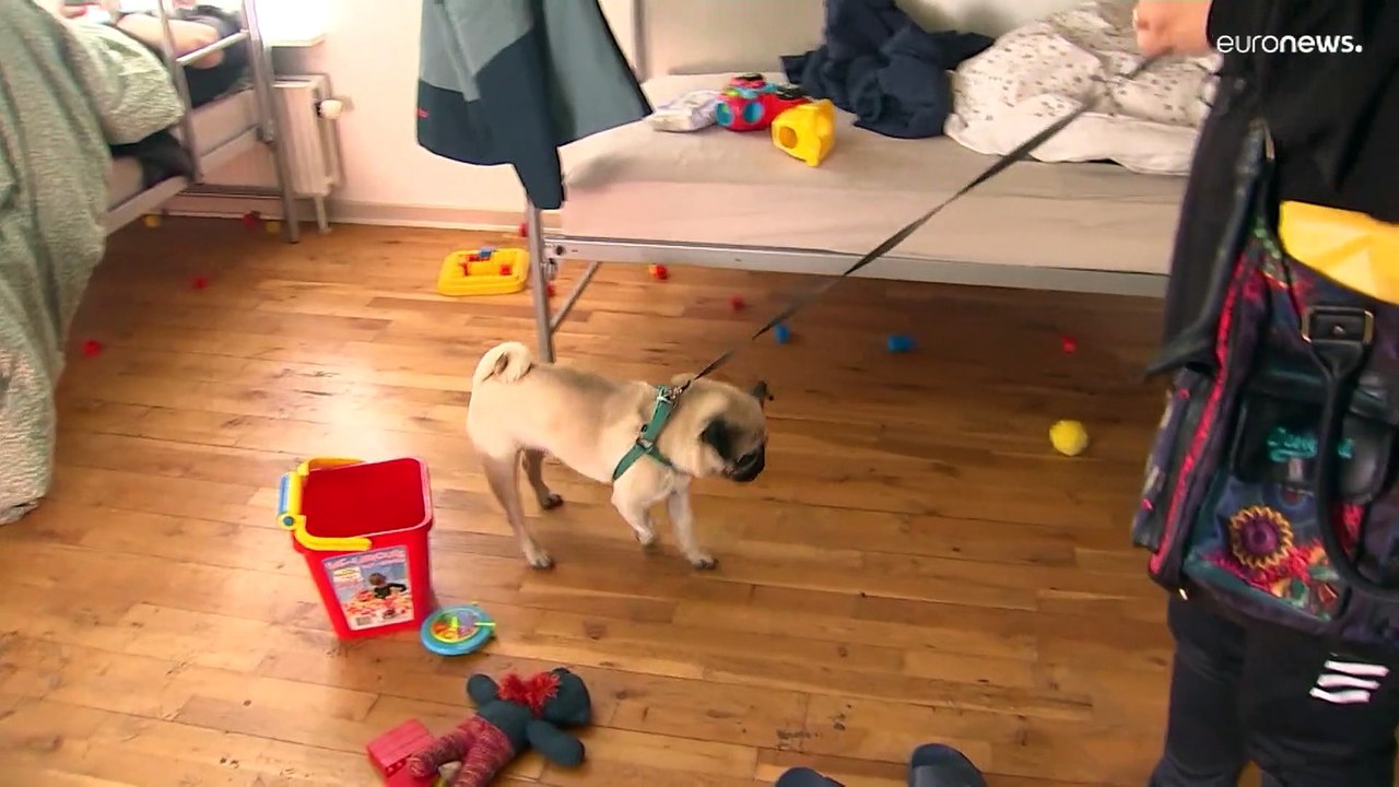 Dänemark erlaubt Haustiere in Asylunterkünften