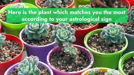 The ideal plant according to your astrological sign