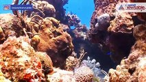 Indian Ocean coral reef at 'high risk of collapse', could be destroyed in next 50 years1