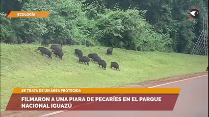 Filmaron a una piara de Pecaríes en el Parque Nacional Iguazú