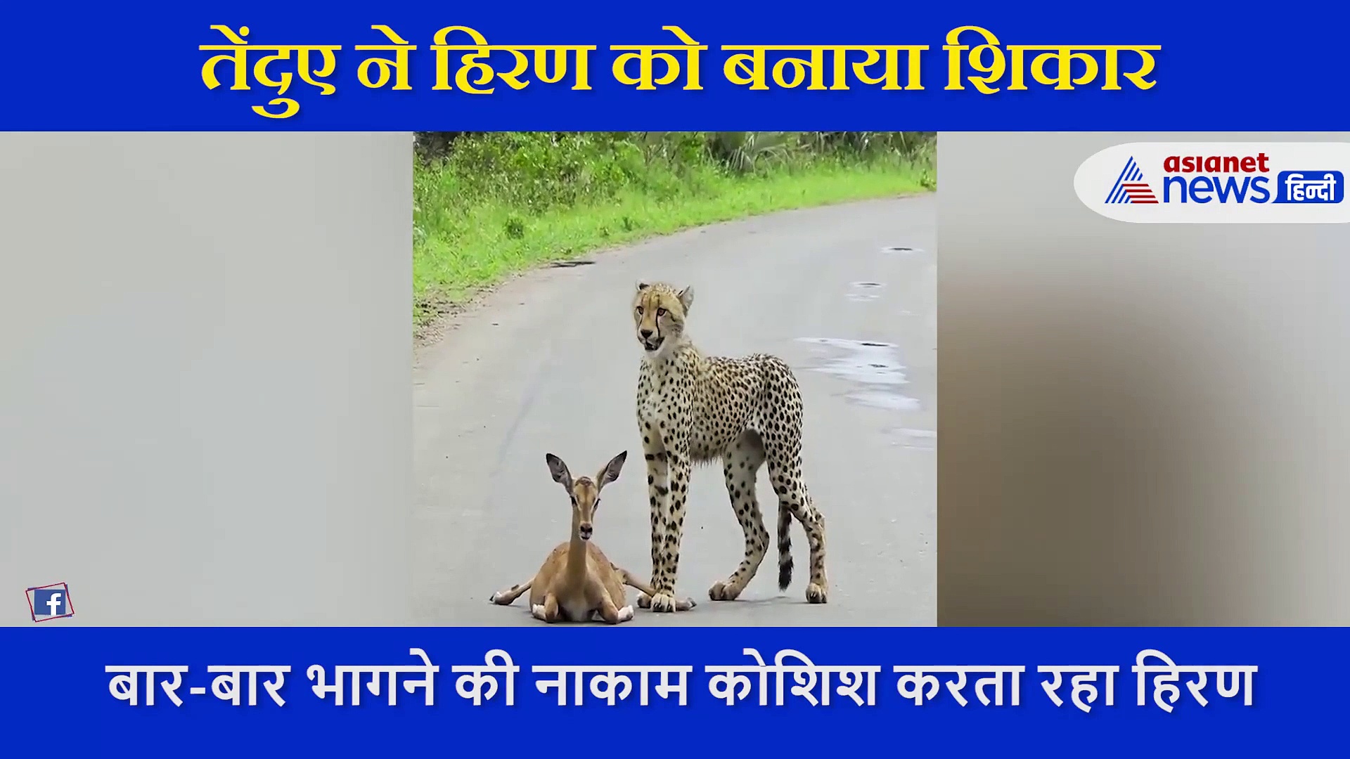 मौत के पंजे में थर थर कांपता रहा हिरण , खूंखार शिकारी ने ऐसे दी धीमी मौत, देखें VIDEO