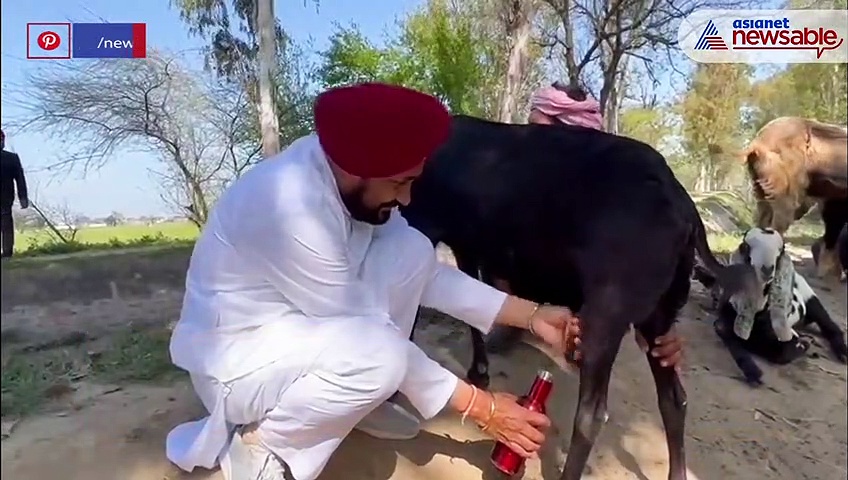 (Watch) Punjab CM Channi milks goat, triggers Twitter storm