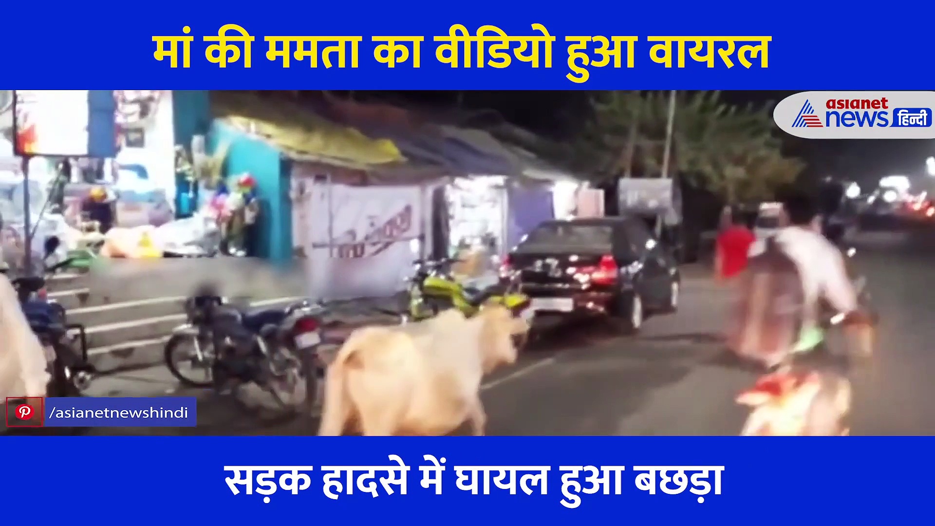 घायल बछड़े को लेकर रोते हुए अस्पताल पहुंची गाय, मां का दर्द देख नम हो गई लोगों की आंखें