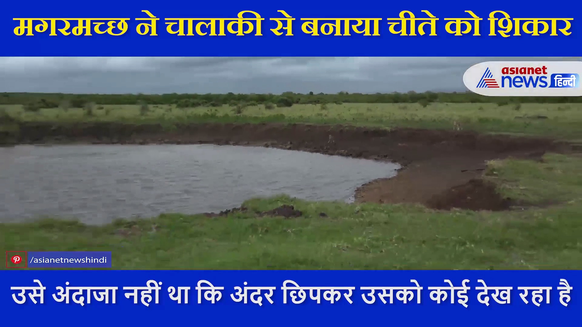 मगरमच्छ ने चालाकी से बनाया चीते को शिकार,  वीडियो को देख दहल जाएगा आपका दिल