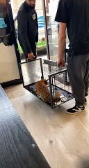 Errant fox that ran rampant in The Laundry Room, Portsmouth, retrieved by RSPCA