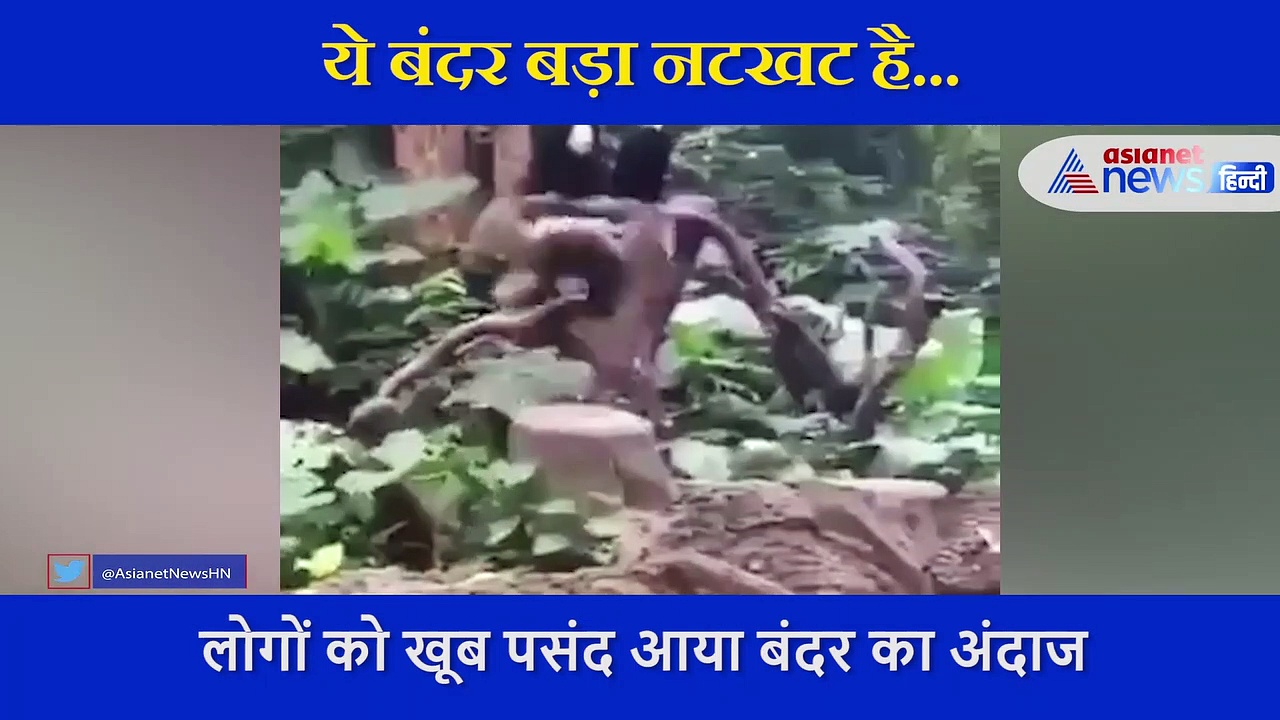 नटखट बंदर ने की ऐसी एक्सरसाइज, देख कर आप भी इसे देने लगेंगे शाबाशी