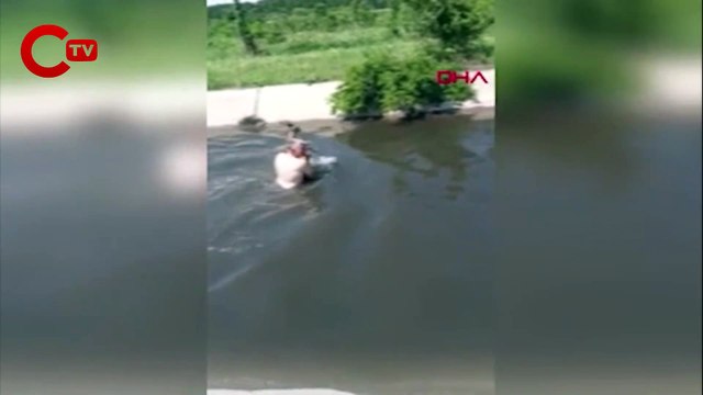 Sulama kanalına düşen karacayı, Sarıcaali köyü muhtarı kurtardı