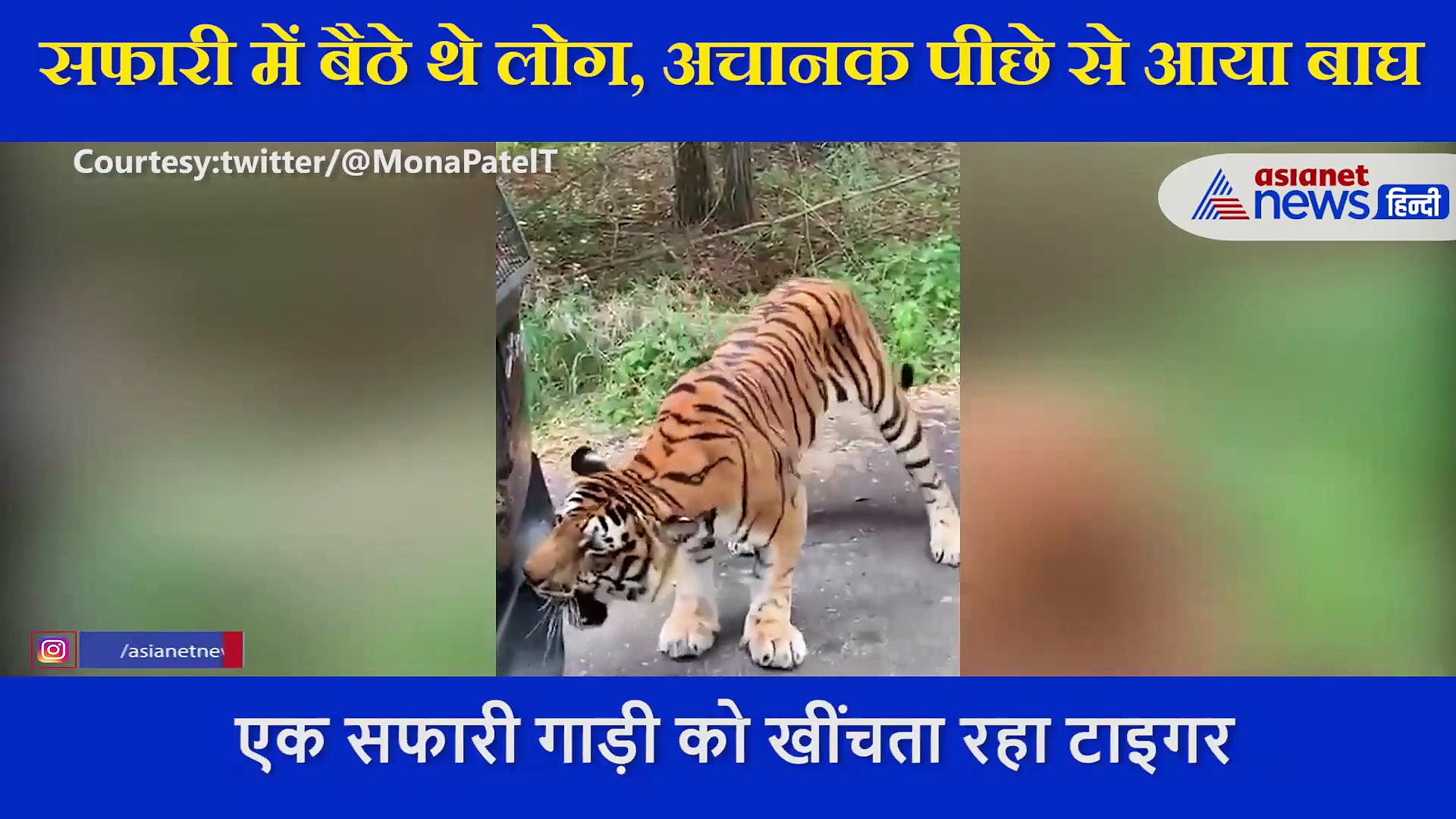 इस टाइगर की ताकत देख लोग हैरान, खींचता दिखा पर्यटकों की गाड़ी