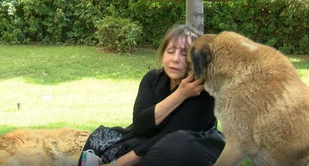 Tiyatro sanatçısı sokak köpeklerini beslerken saldırıya uğradığı iddiasıyla şikayetçi oldu