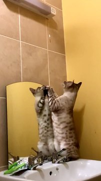 Bengal Cat Breaks Mirror