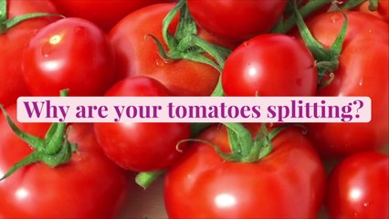 Why Your Tomatoes Are Splitting, Plus 3 Tips for Preventing It