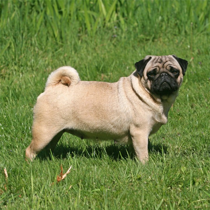 Möpse sollten nicht mehr als 'typische Hunderasse' betrachtet werden