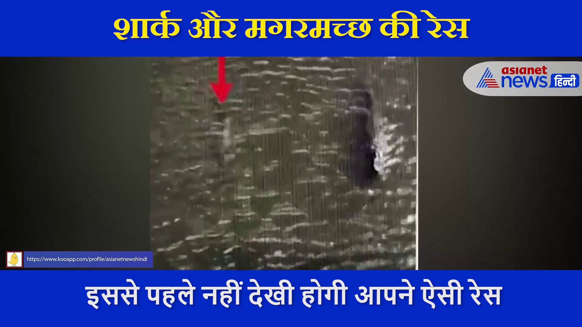 समुद्र की दुनिया का अजीबोगरीब नजारा, शार्क और मगरमच्छ की रेस