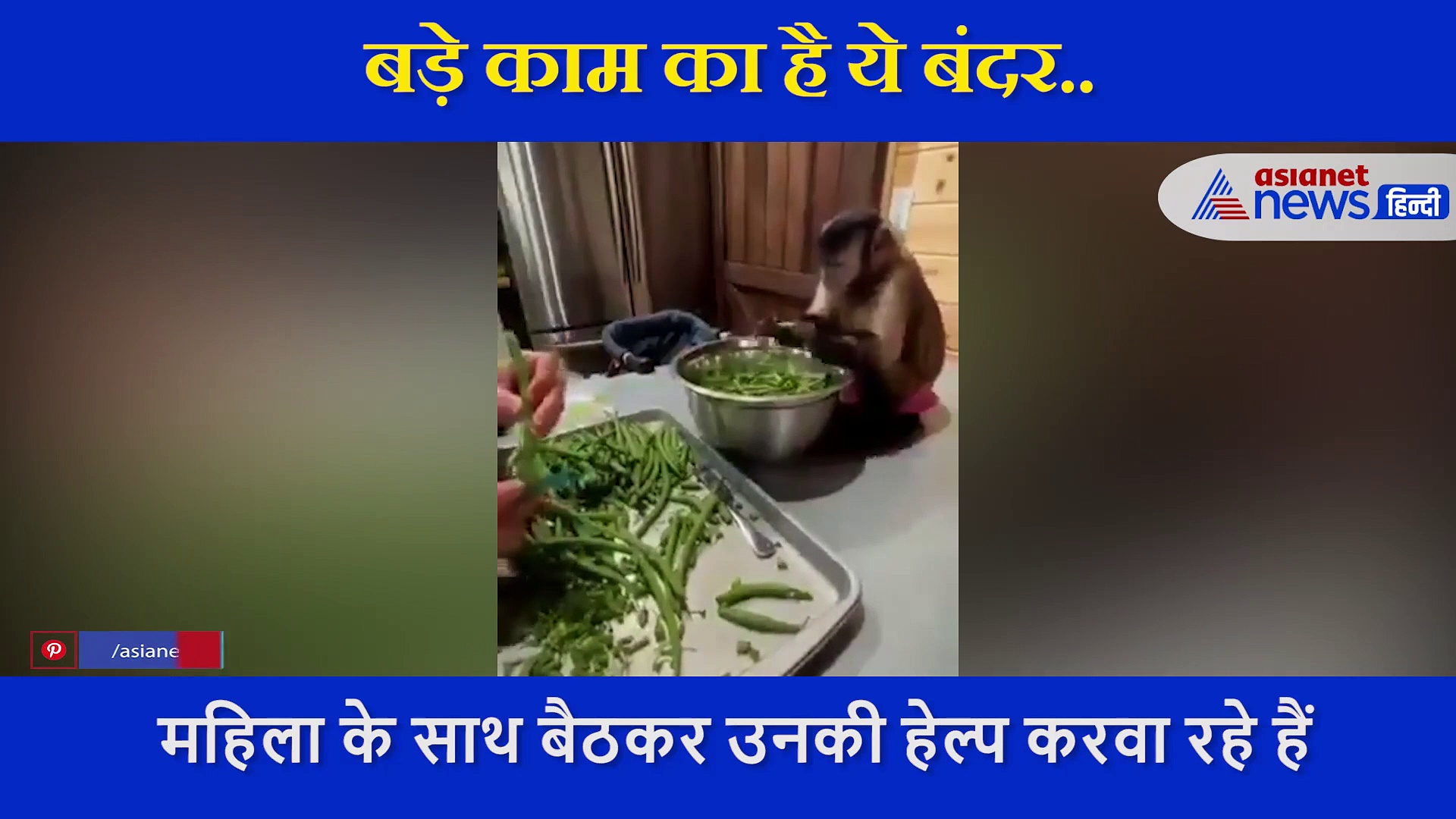 इस बंदर को काम करना भी आता है, महिला के साथ ऐसे कटवाई हरी सब्जी