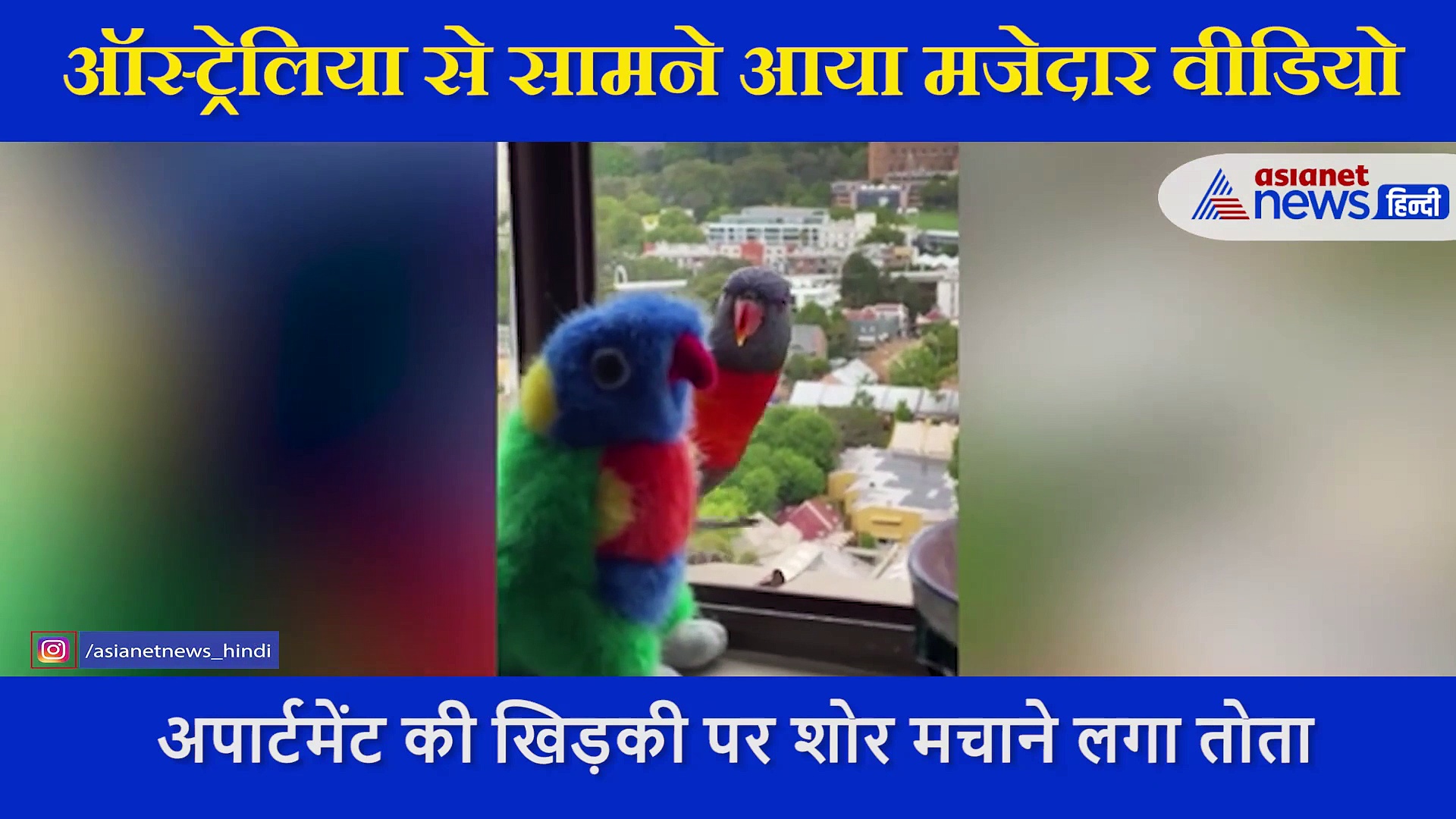 जब  'जुड़वा' भाई को देख उड़ गए तोतों के तोते, खिड़की के बाहर से चिल्लाकर कर दिया तमाशा