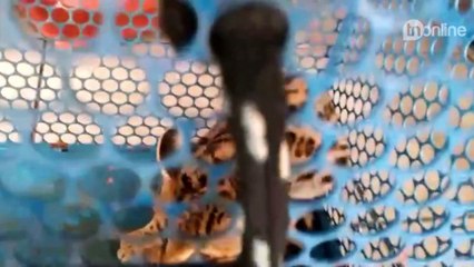 Filhote de jaguatirica é capturado em Jandaia do Sul; veja